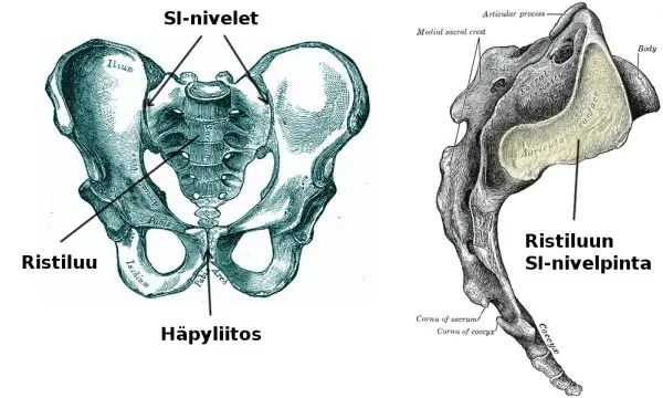 Lantio edestä ja sivulta